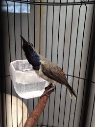 Tante Kicau: Burung Masteran Istimewa Sogon/Korlap