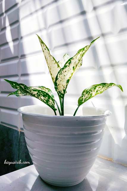 Aglaonema