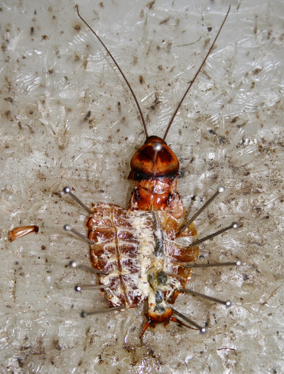 Morphology and anatomy of cockroach|Roaches