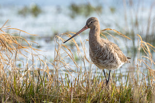 Wildlifefotografie Naturfotografie Dümmer See Uferschnepfe