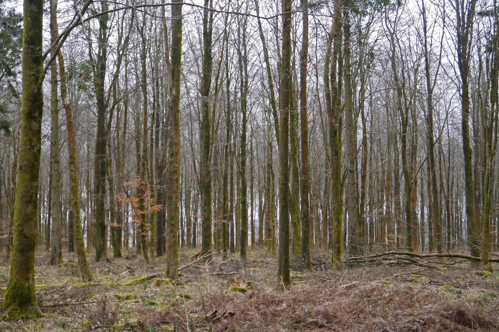 Walking in the country Ashmore to Shroton (Wessex Ridgeway [Dorset] 1)