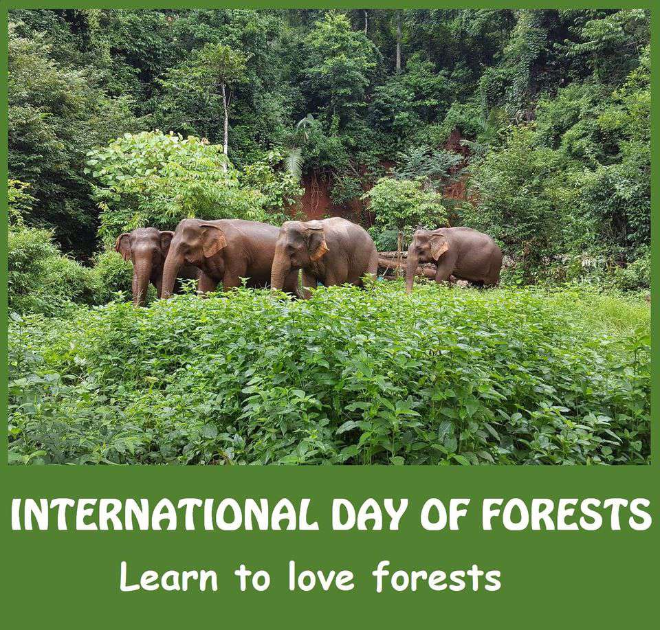 International Day of Forests Wishes Awesome Images, Pictures, Photos, Wallpapers