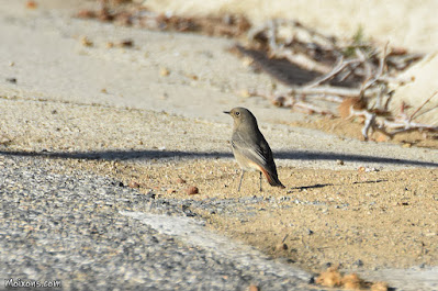 Cotxa fumada (Phoenicurus ochruros)