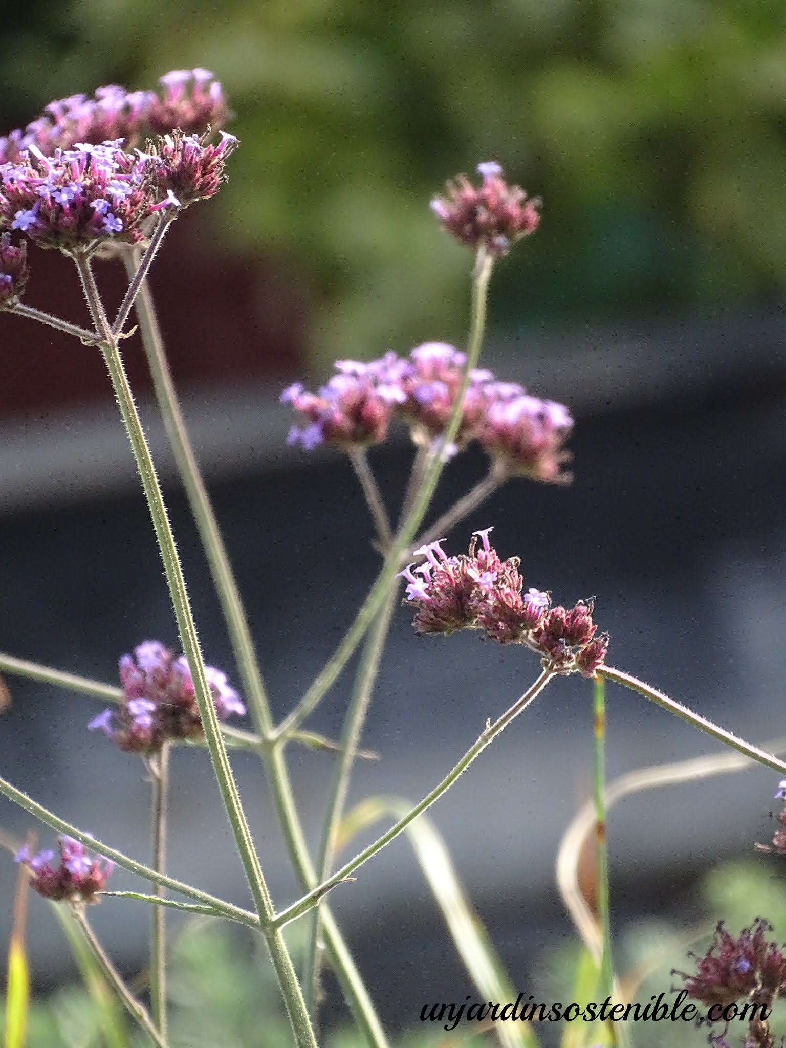 Verbena bonariensis (Verbena púrpura)