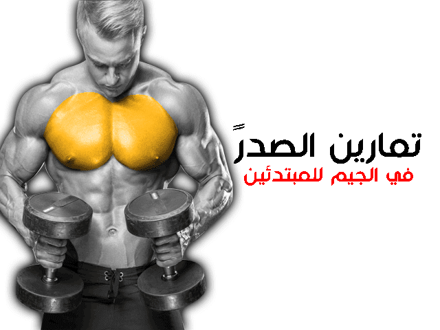 تمارين الصدرً في الجيم للمبتدئين تمارين الصدرً في الجيم للمبتدئين