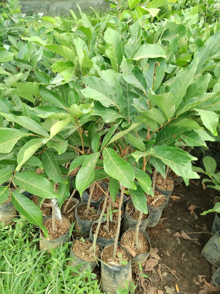 bibit pohon rambutan rapiah banyak diburu petani Sumatera 1