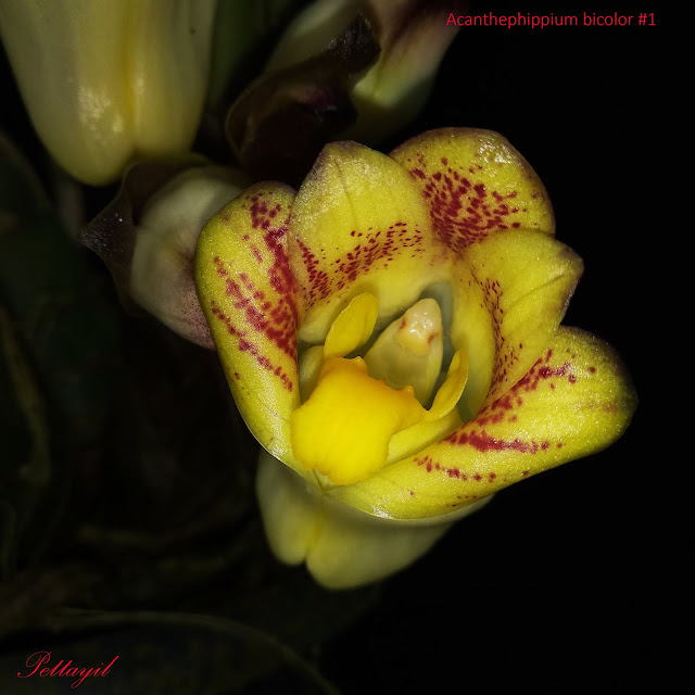 Acanthephippium bicolor
