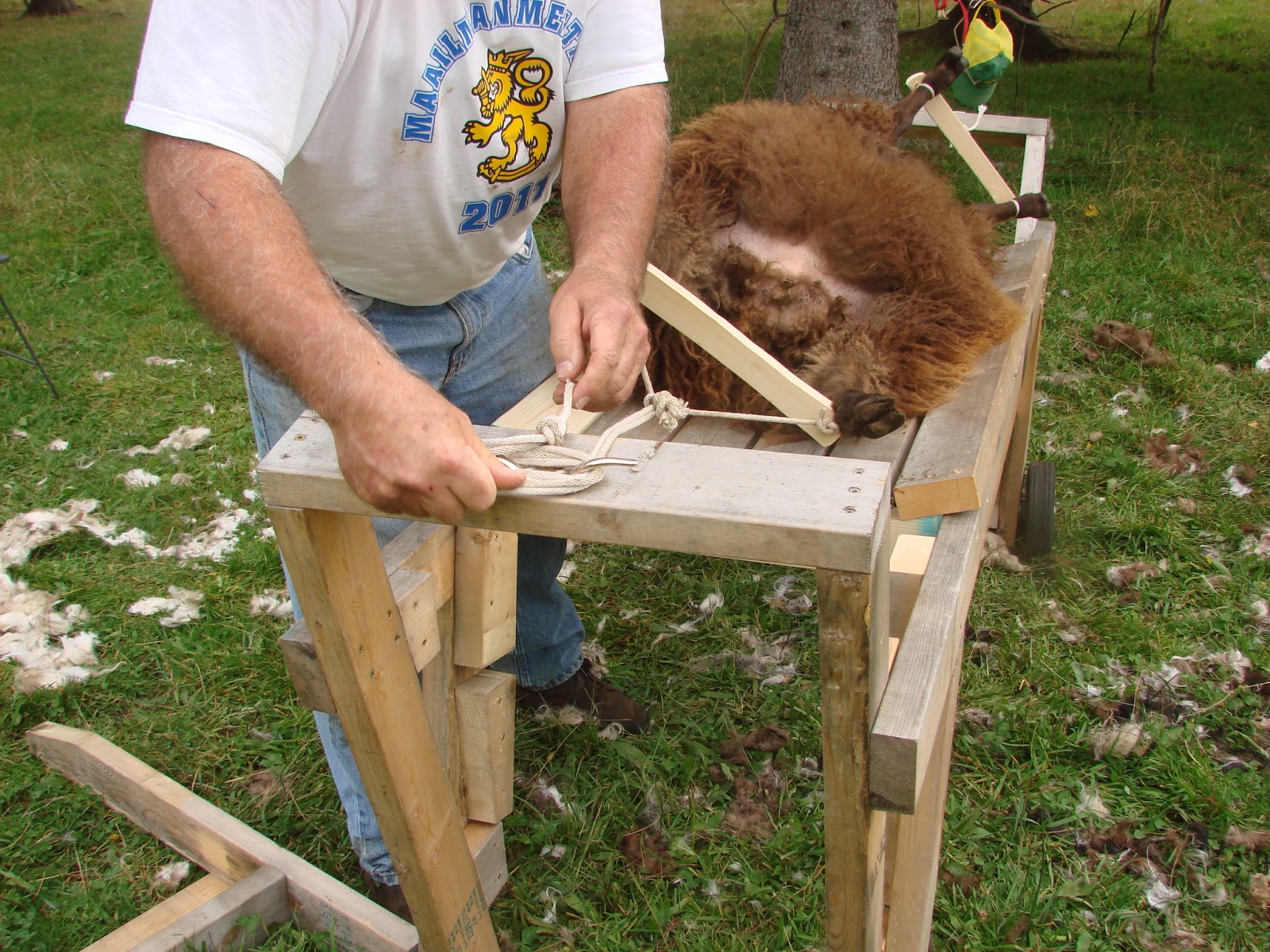 Kilpelän Luomutila ja Sen Ympäristö My SelfLoading Sheep Shearing Table