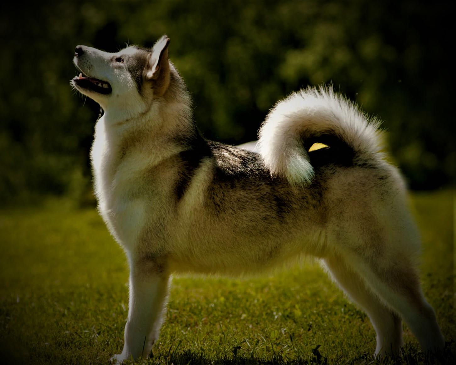 West Siberian Laika, Husky history, breed information, description