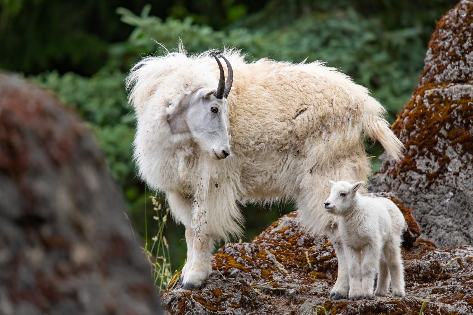 Alpine Goat – Saginaw Children's Zoo