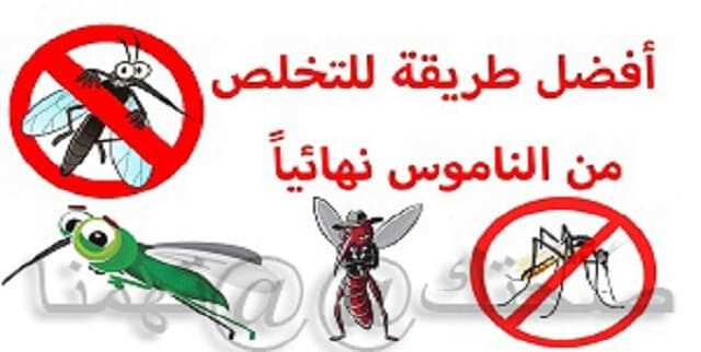 القضاء على الناموس نهائيا
