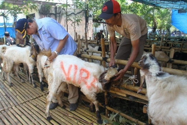 Sebelum Membeli Kambing Kurban, Baiknya Perhatikan Penjelasan Berikut