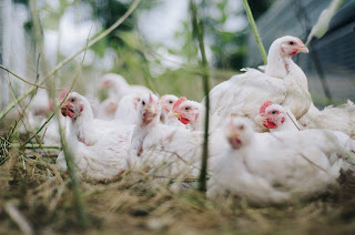 Kunci Sukses Beternak Ayam Broiler Yang Tidak Ada di Buku