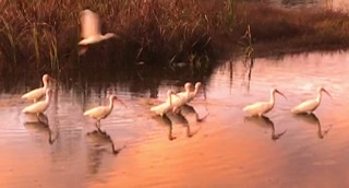 photo -flock of white ibises near Ravenel Bridge, Mt. Pleasant American white ibis; sunset; Mt. Pleasant; South Carolina; Giorgio Coniglio