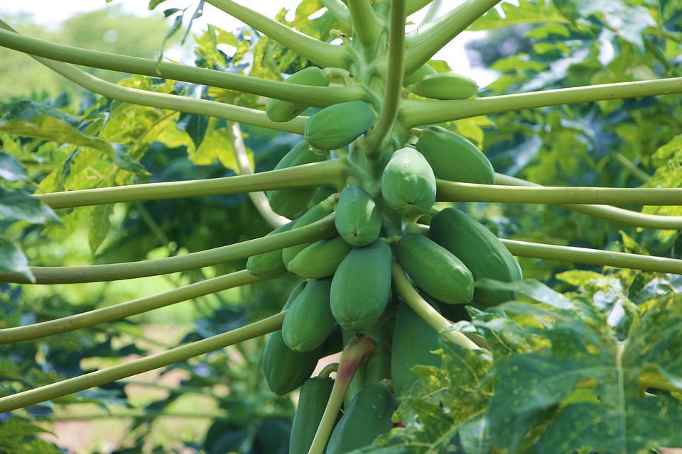 Papaya Cultivation KHETIBARI