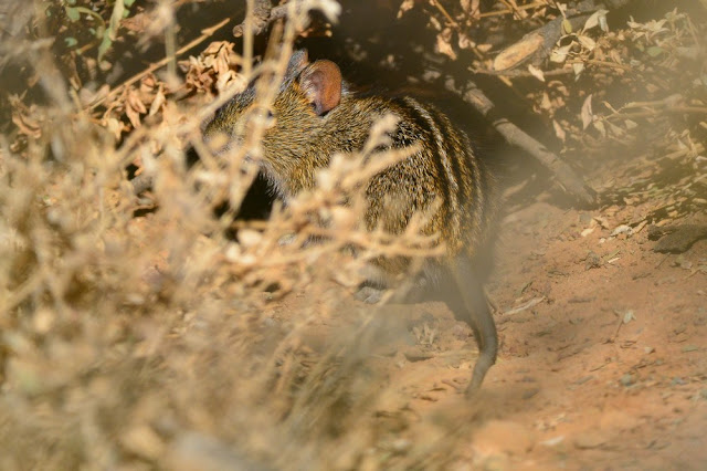 Rhabdomys pumilio Rhabdomys pumilio