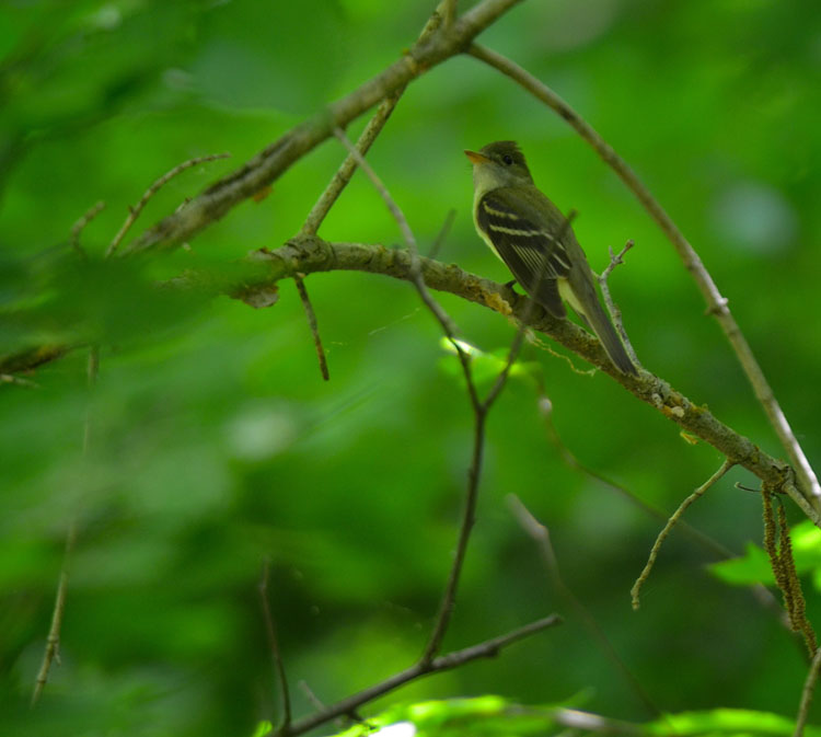 Acadian Flycatcher perched in a fully leafed-out tree. Green surrounds this cute bird.