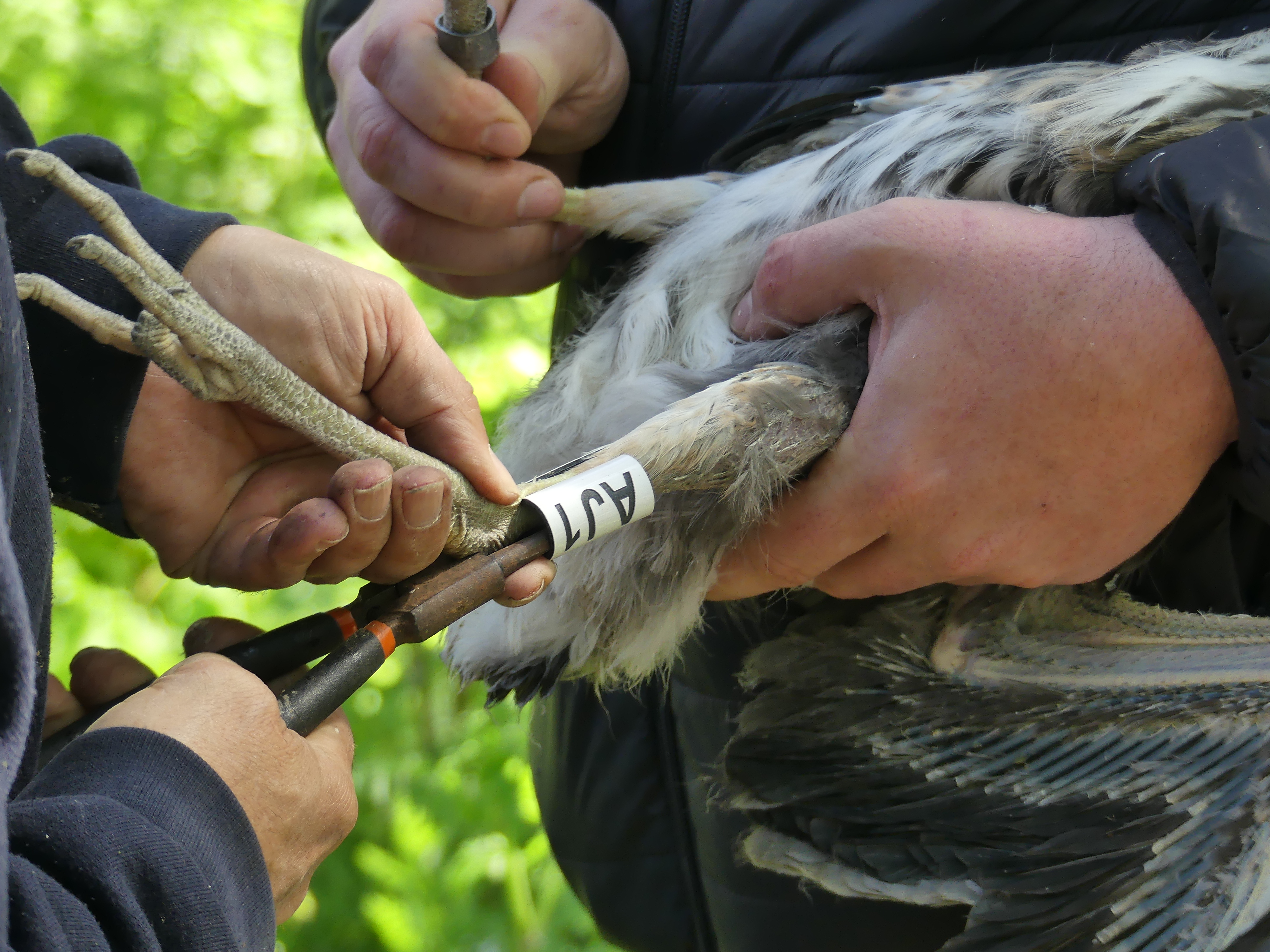 Lamsdell Bird Ringing and Wildlife Blog: April 2021