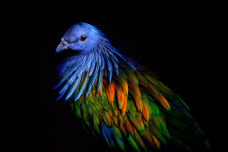 Nicobar Pigeon, The closest relative of the extinct dodo birds, Colorful Pigeon, closest living relative, nicobar pigeon relate to the dodo