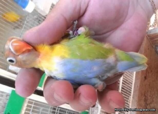11 Jenis Burung Lovebird Dengan Warna Bulu Paling Cantik