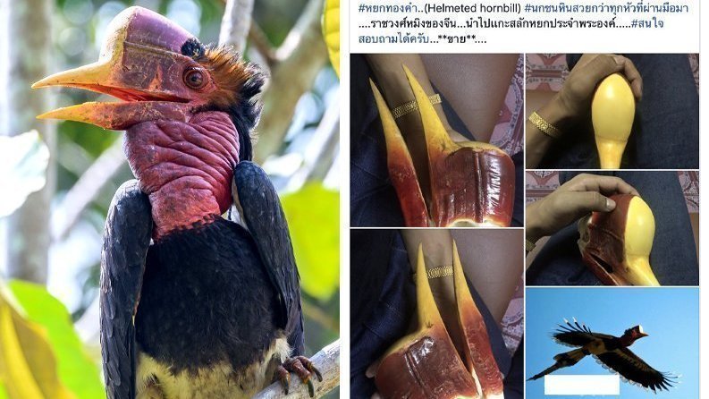 Thai E-News : รณรงค์ขอให้นกชนหินเป็นสัตว์ป่าสงวนอันดับที่ 20 ของไทย #Saveนกชนหิน #SaveHornbill