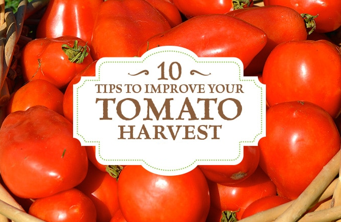 Tips For Growing Tomatoes Perfectly