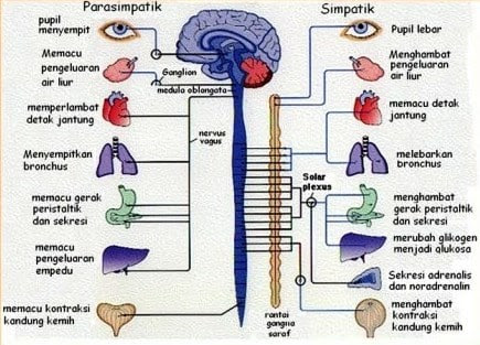 SISTEM SARAF PUSAT DAN SISTEM SARAF TEPI Materi Pembelajaran Biologi