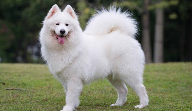 Woof! 10 Most Expensive Dog Breeds, Ranked