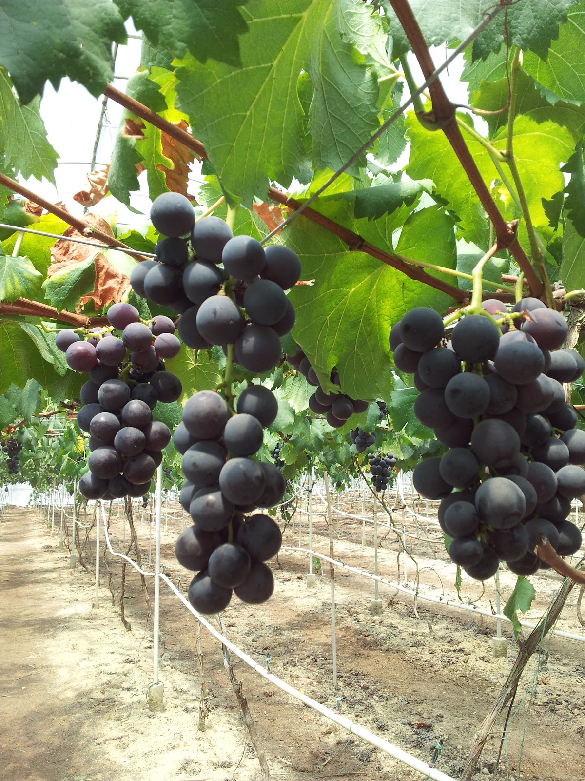 Xavier Blog What? Grapes plant in Malaysia???!!