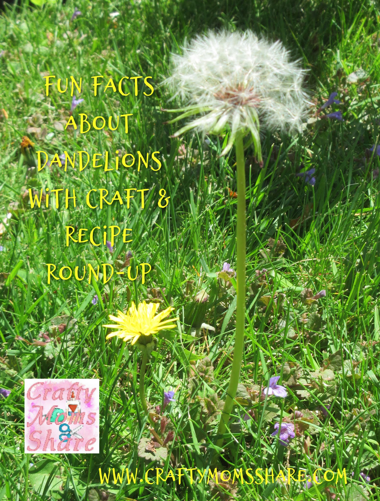 Fun Facts about Dandelions with Craft & Recipe RoundUp (2023)
