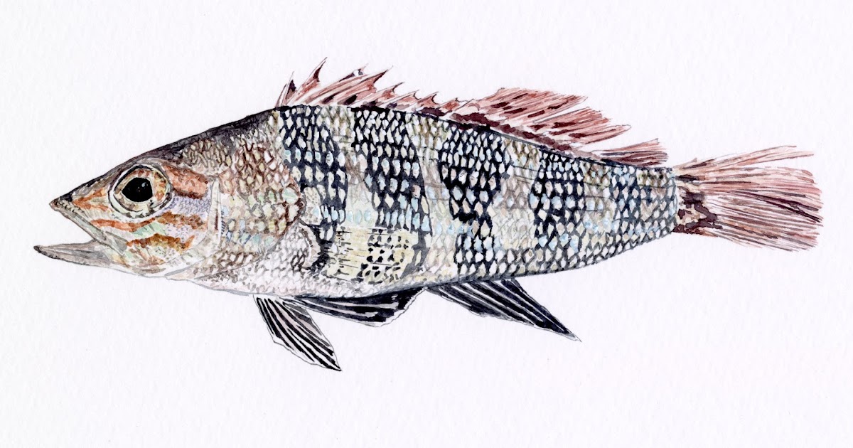 Pescadotes juvenile black sea bass