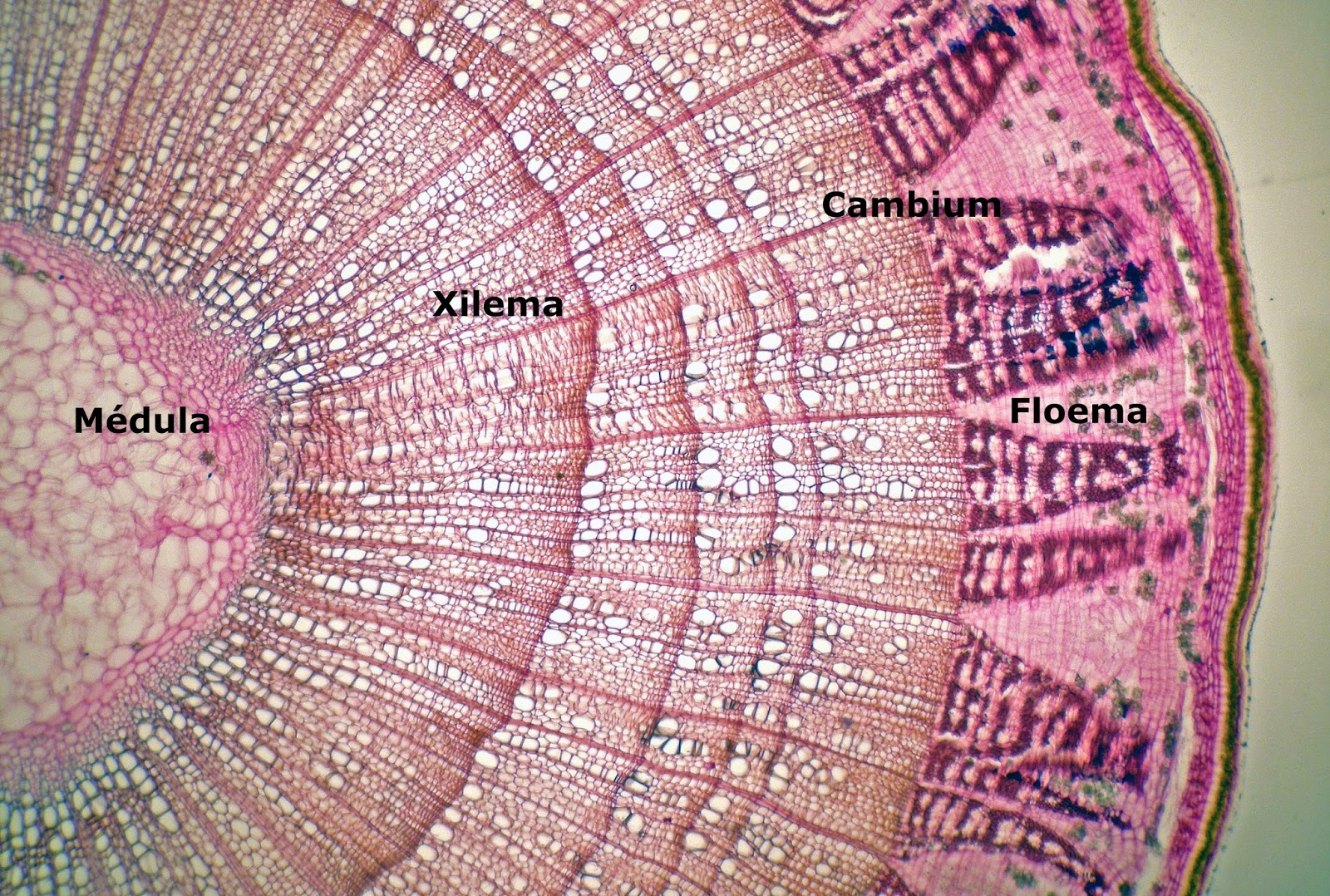 Espacios verdes Morfología de las plantas, (I).