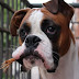 10 Reasons the Boxer Dog Is Not the Perfect Family Pet