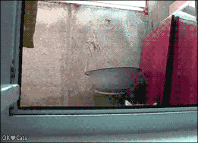 Funny Cat GIF • Hilarious Inception cat spying on humans. Aka Secret Agen 009(lives
