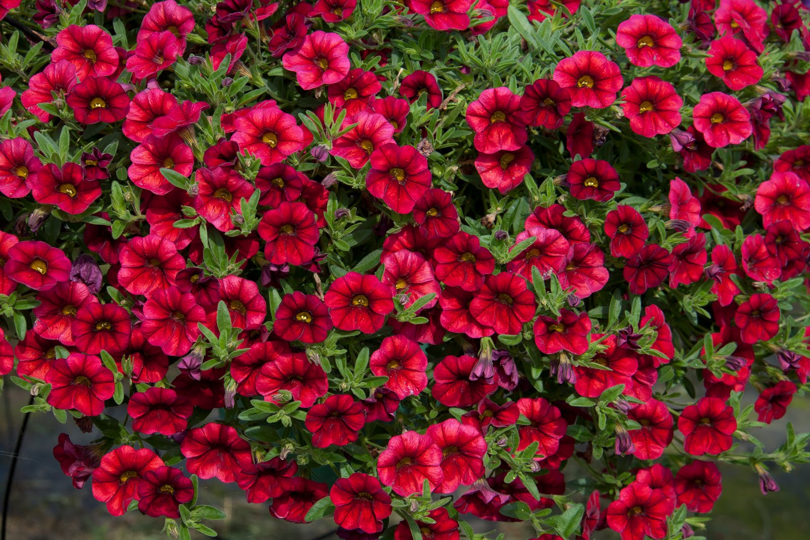 Gardening in Vermont Perennials and Annuals New Annual Flowers for