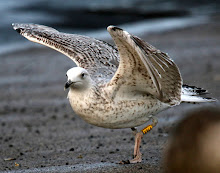 Redcar Tarn Caspian Gull