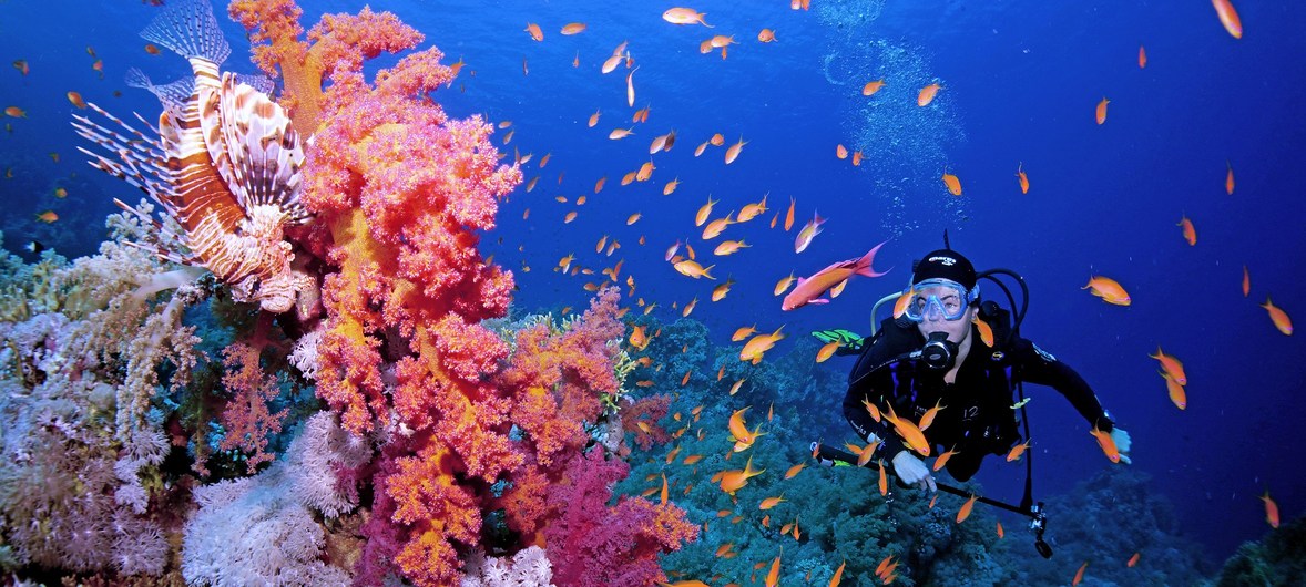 13 Manfaat Terumbu Karang Bagi Biota Laut dan Kehidupan Manusia