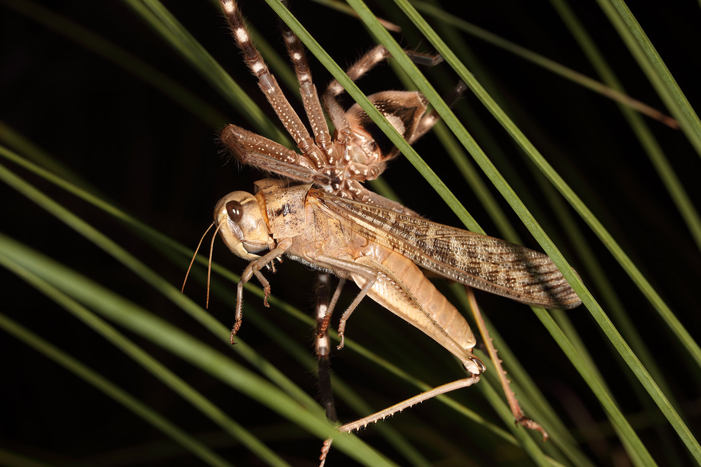 BunyipCo The Wrong Place At The Wrong Time