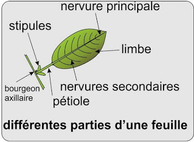 Chapitre 5 La feuille Chapitre 5 La feuille