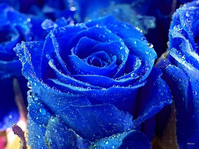 Beautiful Blue Rose Wallpaper