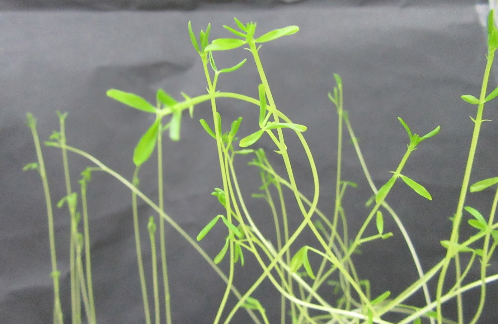 Let's talk about Science Does acid rain affect leaves?