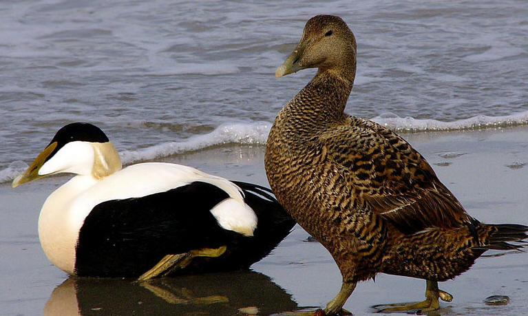 common-eider.jpg