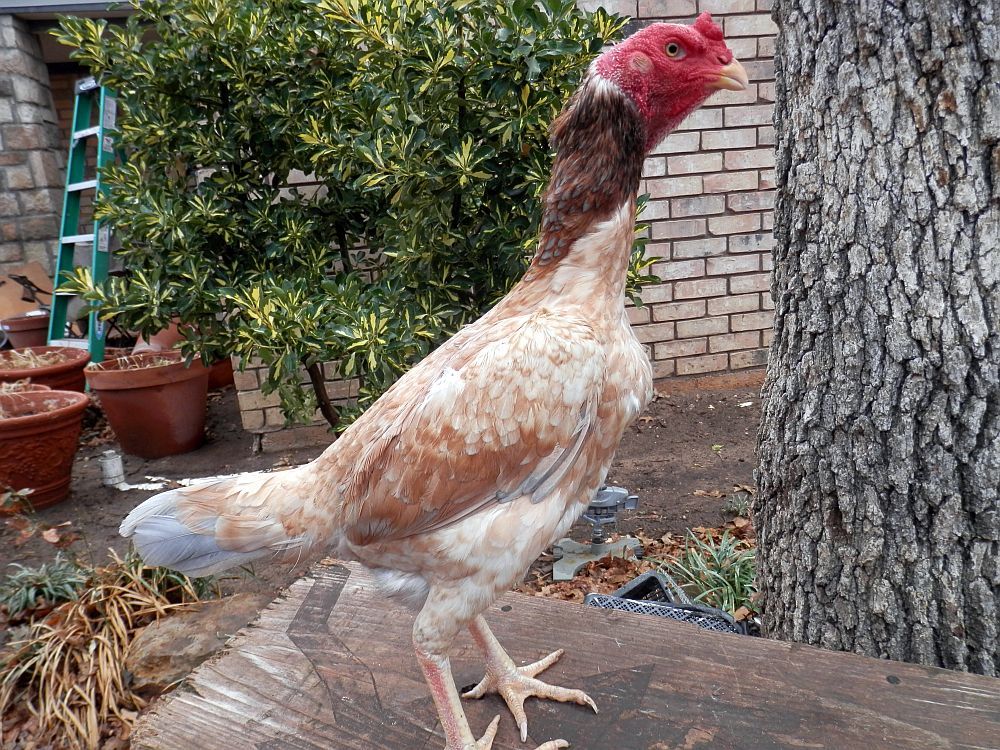 Gambar Ayam Brazil Master Taji Gambar Laga di Rebanas