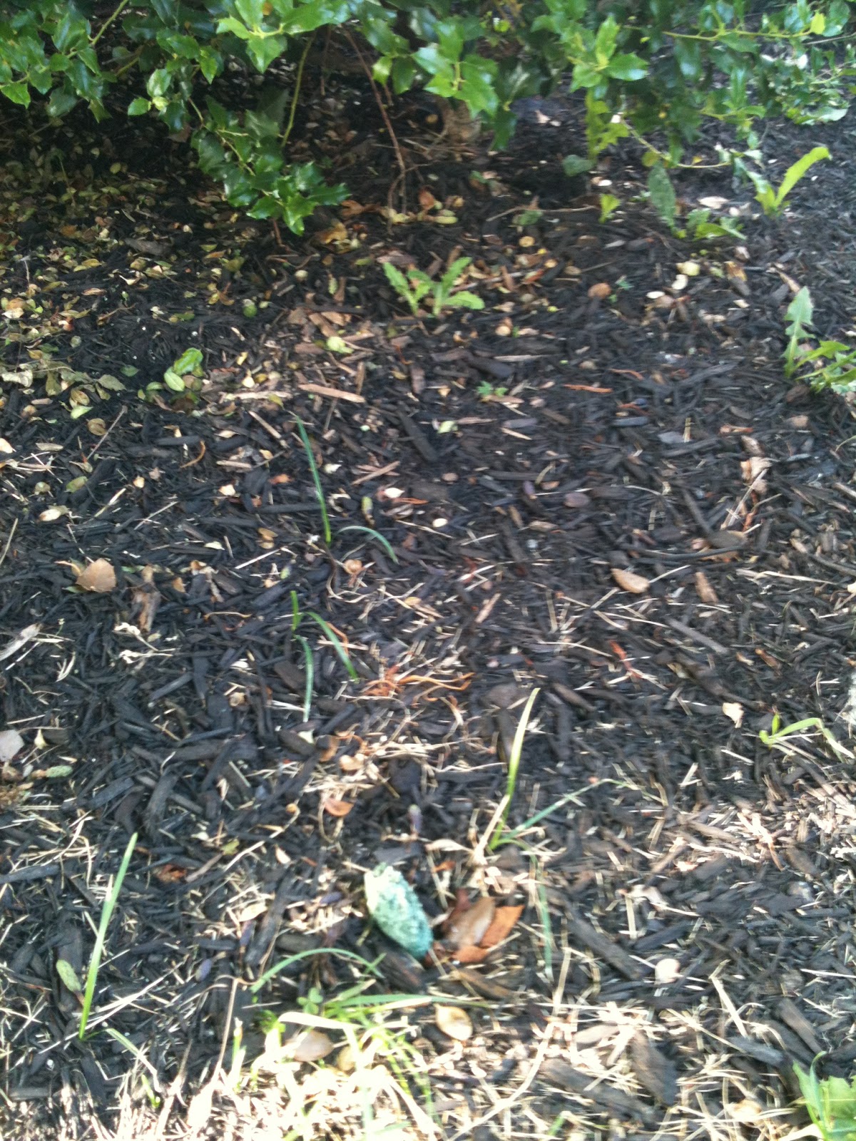 Coloring Every Moment Easy Gardening with Fertilizer Tree Spikes