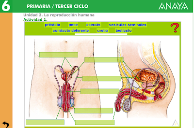 http://www.ceiploreto.es/sugerencias/A_1/Recursosdidacticos/SEXTO/datos/02_Cono/datos/05rdi/02/01.htm