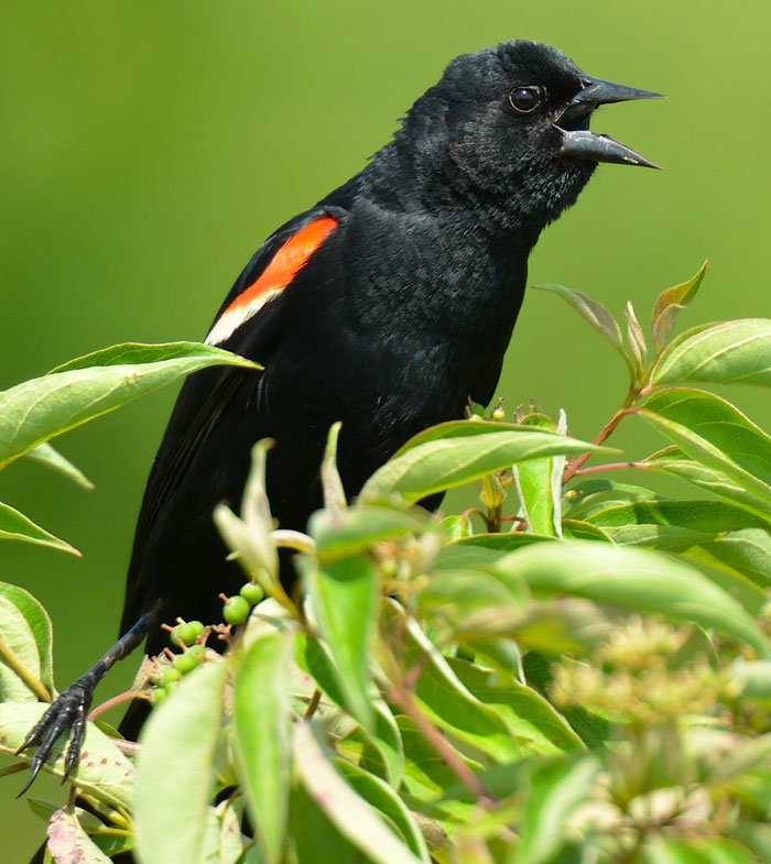 Red and the Peanut: A Red-winged Blackbird singing in the High Meadow ...