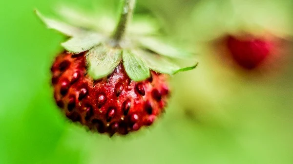 Objetivos-Macro-para-Cámaras-Sin-Espejo