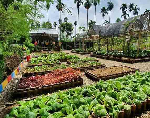 The Le Hu Garden, Tempat Pelarian Hiruk Pikuk Kota Medan