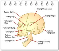 5 tulang yang menyusun rangka anggota gerak bawah manusia antara lain