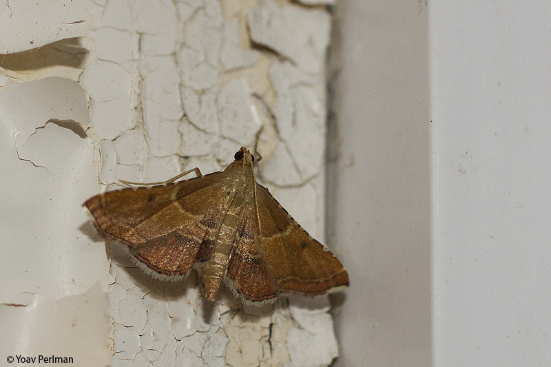 Yoav Perlman birding, science, conservation, photography Common bathroom moths